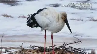 Migratory birds return to NE China, Oriental storks lay first eggs