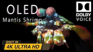 MANTIS SHRIMP | Beautiful Underwater Boxing Animal | 4K Nature Video #wildanimals
