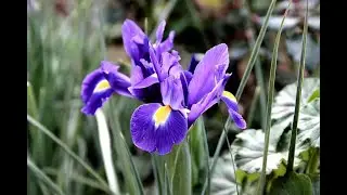 Iris Classification  Project