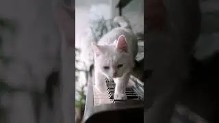 Cat on the Piano: A Feline Fantasy #cat #cute #shorts #viral
