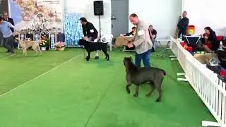 patricia cane corso Internacional Champion of Georgia 2019