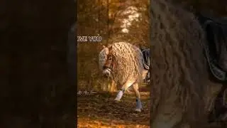 How to training horses to ride , part 27