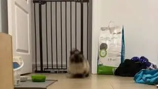 Funny Cat jumping over gate