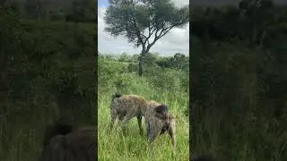 Hyenas marking territory