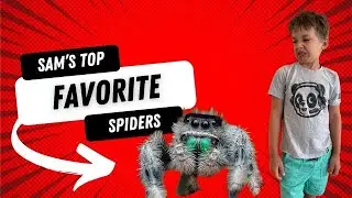 Spider Facts: Unveiling the Web of Wonders