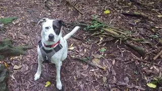 DND Dog Walk 283 Monthly Mystery Episode January 2026 ⭐⭐⭐⭐⭐