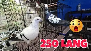 MURANG BREEDER CAGE NA QUALITY