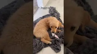 #puppyreaction #dogreaction #doglife #dogsound #goldensofyoutube #goldens #goosethegolden #puplife