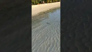 Close encounter with Sharks! 🦈 #maldives #shark #ocean #reef