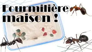 Je fais ma propre fourmilière pour quelques euros !