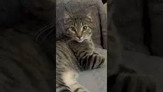 😺 Best Funny Cat Videos 2025! 🐾 Cute, Crazy & Cuddly Moments You Can&rsquo;t Miss #CatShorts