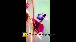 Flying Duck Orchid Glass Wall Art