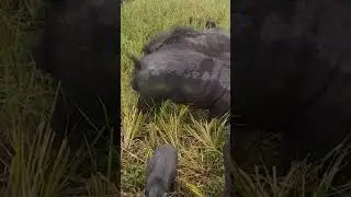 pigs, hog, boar,funny pig ,pigs facts