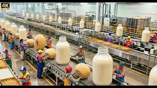 Inside a Modern Soybean Factory: From Raw Soybeans to Premium Soy Milk | Complete Factory Process