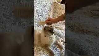 New Grumpy Cat , funny Himalayan Siamese left for dead rescued