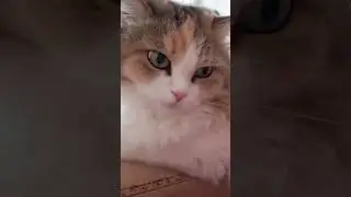 #цитаты #cat #subscribe #funny #shortvideo