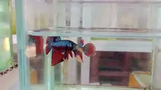 IMBELLIS BIGTAIL BLUE FULL GI&Aacute;P MẶT