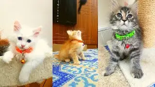 How Pet Cats Make Us Happy At Home | Day 116 | MY CAT HOME.
