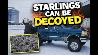 Beau Hunting Starlings CAN Be Decoyed | I Cooked Them!!