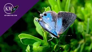 RARE BLUE BUTTERFLY FOUND IN JOHN PENNEKAMP STARTE PARK, FLORIDA KEYS - MARTIAL'S SCRUB HAIRSTREAK