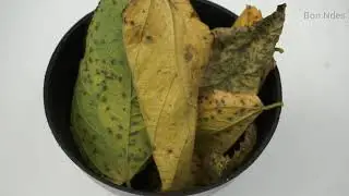 Daun Melapuk