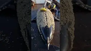 Rescue Mission 🌊 Removing Barnacles to Save Ocean Giants 🐋💙#WhaleRescue #OceanCare #Shorts