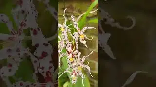 Орхідеї.  Oncidium naveum #orchid