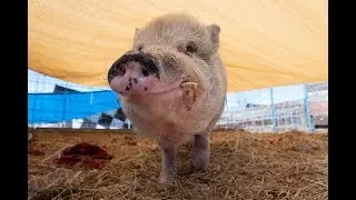 National Pig Day