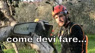 Potatura olivo, come trarne una rendita interessante