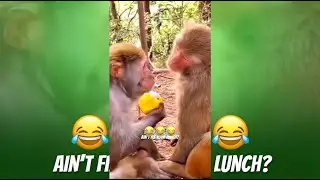 Funny Pets 30. #laughs #happyanimals #funny #foryou #funnypets