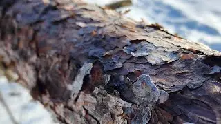 Winter Hiking | Random Video 1