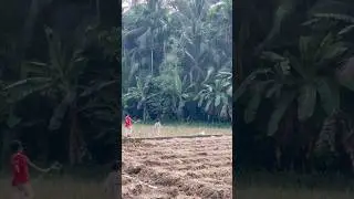 നാട്ടിൻ പുറ കാഴ്ചകൾ / #shortvideo