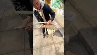 Greedy Pelican Tries to Eat a Whole Duck 😳🦆
