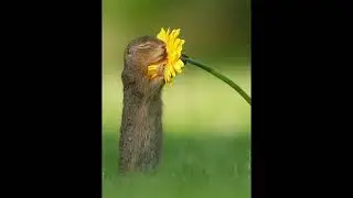 [FREE] SMOKEDOPE2016 TYPE BEAT - STARFALL **2026 EXLUSIVE** ( prod. TEAMKILL3R ) 