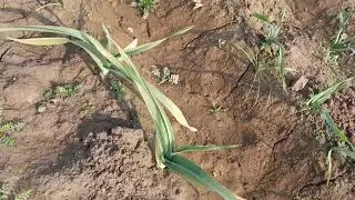 G1 Garlic lehson 2023 l  G1 pure seed l Desi lesson l Garlic no 1.    #2023  #g1garlic  #dailylife