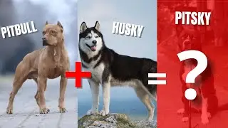 Невероятный рост питбуля: от щенка до выдающегося пса