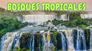 🌲La importancia de los bosques tropicales y su clasificación🌴
