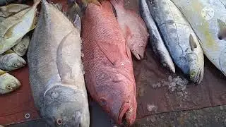 |fish video|21/04/21 ramdan fish rates karachi fishries  latest rate update