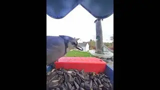 Blue Jay & Cardinal in CT