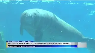 Growing the Gulf Coast: Manatee-human interaction