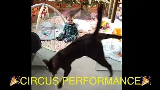 Bengal Cat Shows Off Her Athleticism For the Entertainment of her Baby Brother