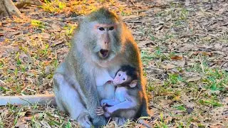Oh my god!! A baby monkey pull milk so long it is so strongly