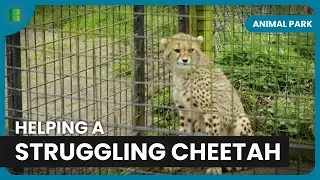 Can Zena the Cheetah Defy the Odds? - Animal Park - Documentary