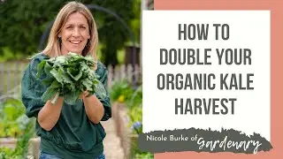 How to Double Your Organic Kale Harvest