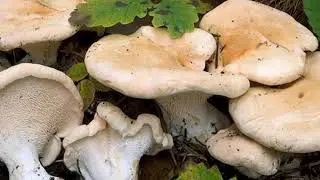 8 - Hydnum repandum - Il Bosco delle streghe - Audioguida