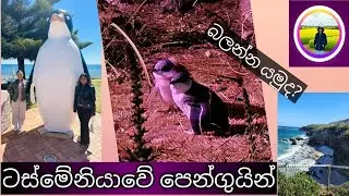 Penguin village and fairy penguins Tasmania... 🐧 #slvloglovers #penguin #tasmania