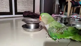Parrot mithu 🦜