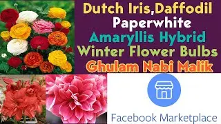 Paperwhite Ranunculus Iris Winter Flower Bulbs from hobbyist Ghulam Nabi Malik Chaklala Rawalpindi