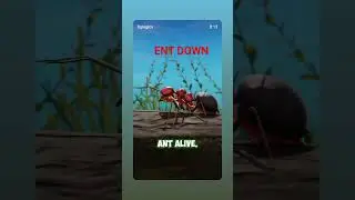 #short #video #insect