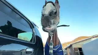 (馬のおやつ)音の違い、聞いてください🐴🥕🍎🍌 #サッチモ #さっちゃん 